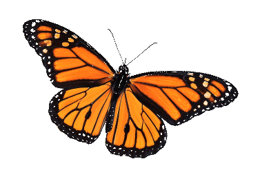 Animated monarch butterfly