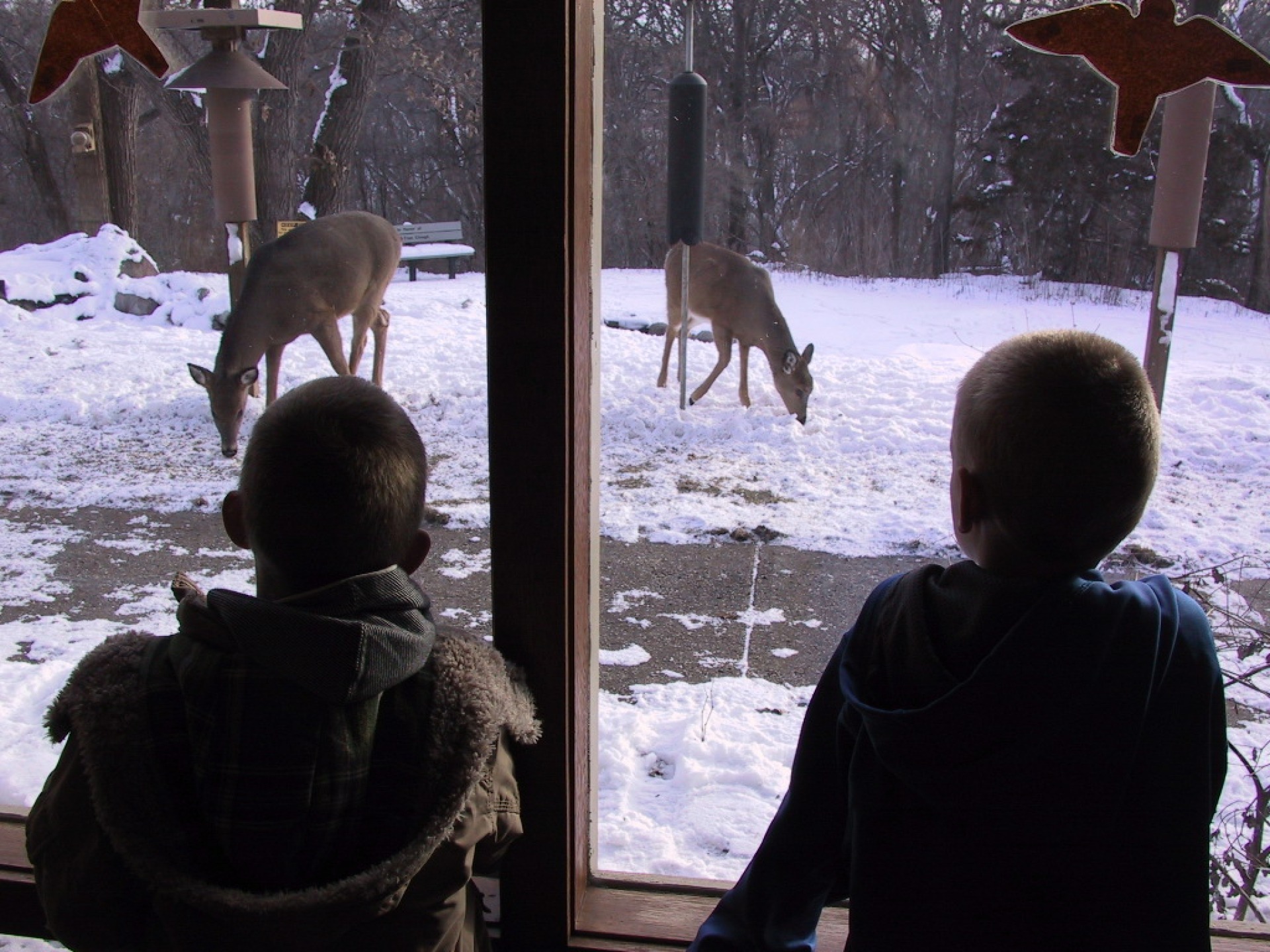 kids and deer