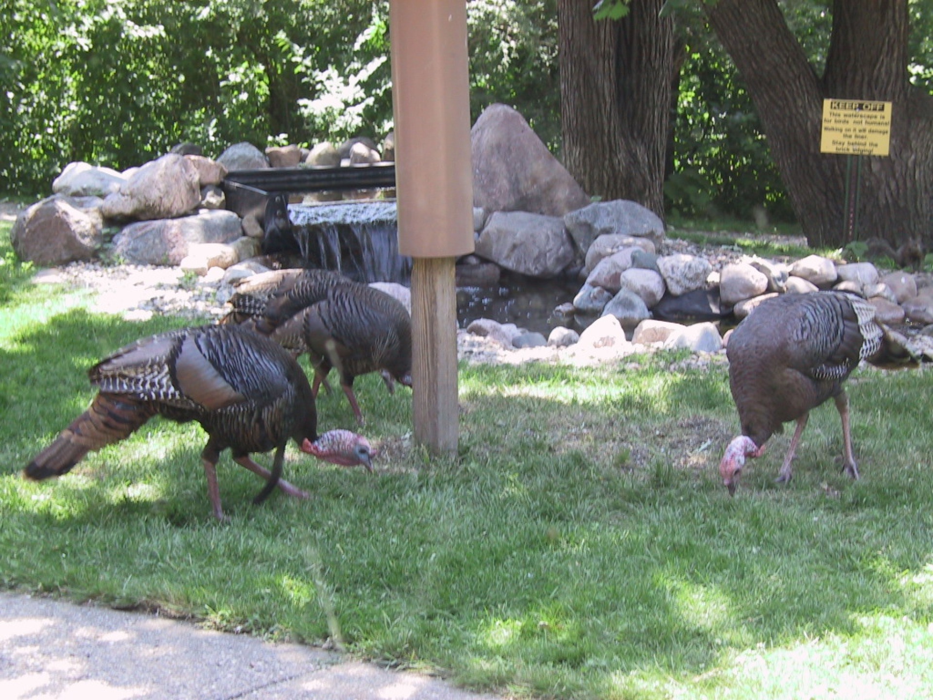 Turkey at the feeders